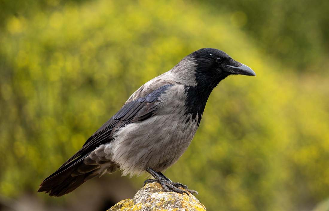 Probioticos naturais