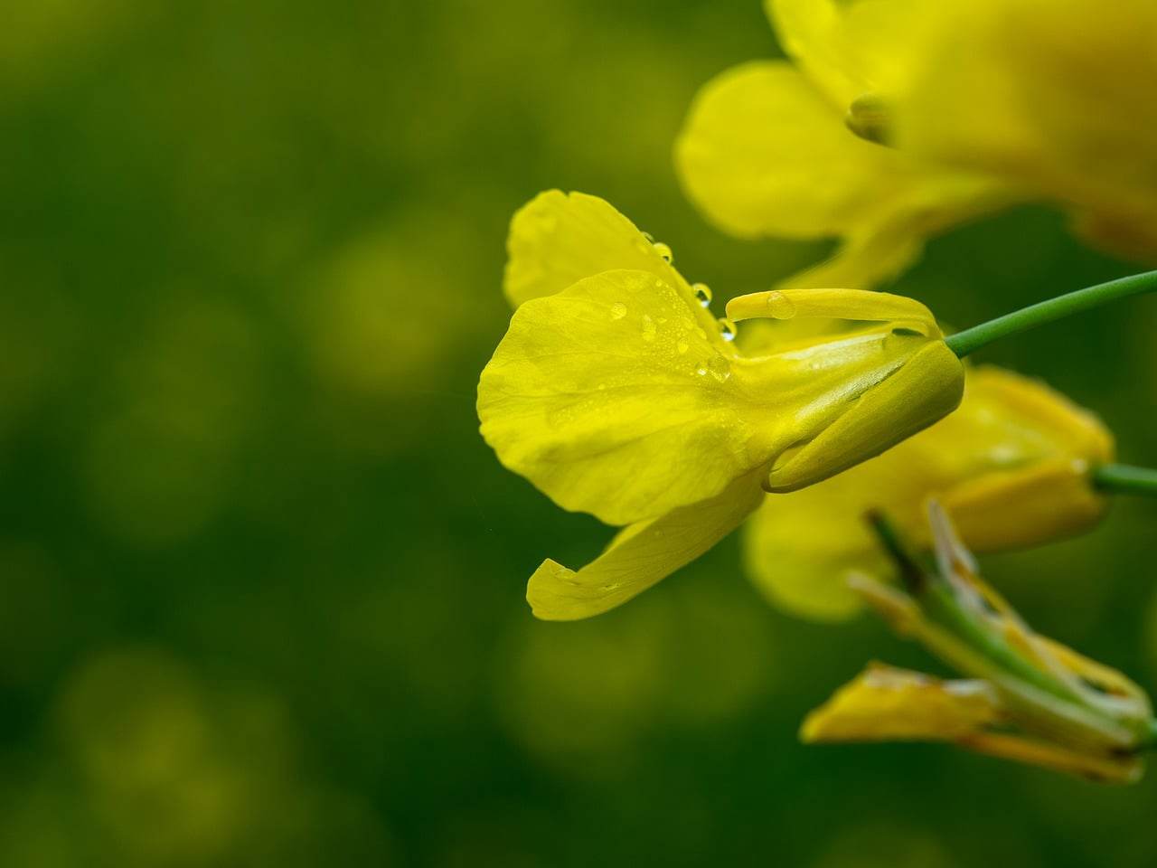 Photo By Ella Olsson/Pexels